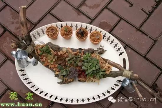 小多肉盆景_多肉小植物盆栽_多肉小盆栽的種植方法