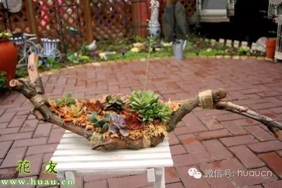 小多肉盆景_多肉小植物盆栽_多肉小盆栽的種植方法