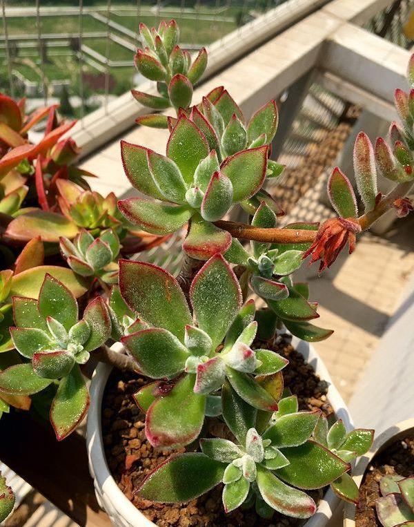 栽種多肉植物_種多肉的_多種多肉植物