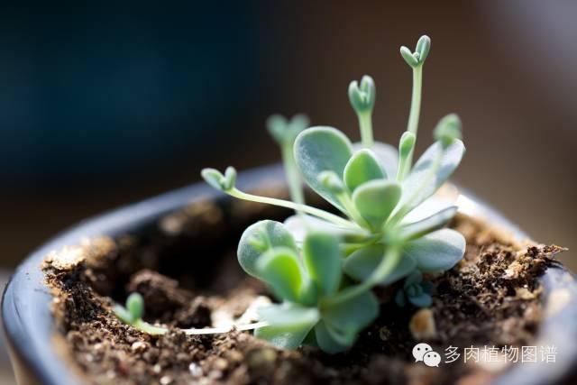 怎么養多肉植物 新手_新手養殖多肉植物_新手養植物多肉養什么合適呢