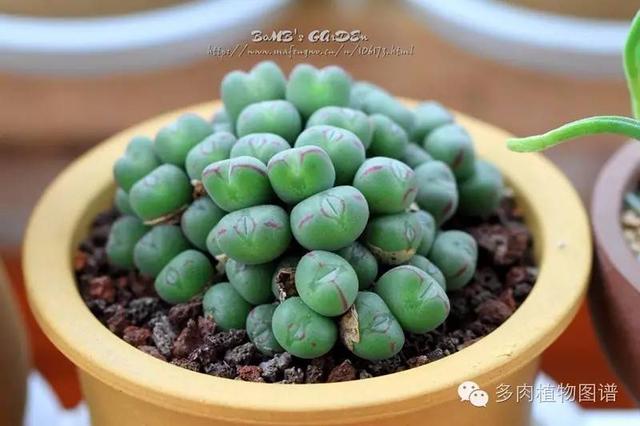 怎么養多肉植物 新手_新手養植物多肉養什么合適呢_新手養殖多肉植物